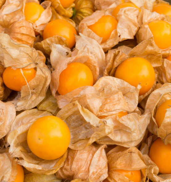 Buy Premium South Africa Cape Gooseberry Online – Thaitradezone