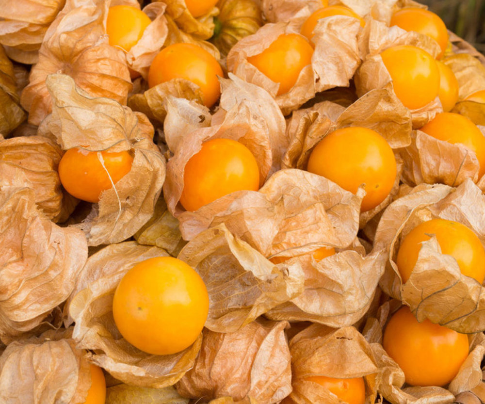 Buy Premium South Africa Cape Gooseberry Online – Thaitradezone