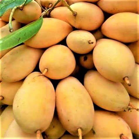 Buy Premium Philippines Carabao Mango – Fresh & Juicy | Thaitradezone