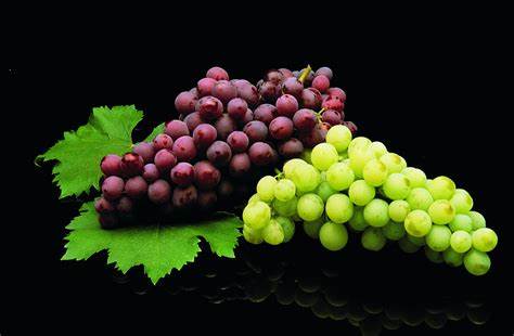 Premium Spain Table Grapes – Fresh & Juicy Grapes from Thaitradezone