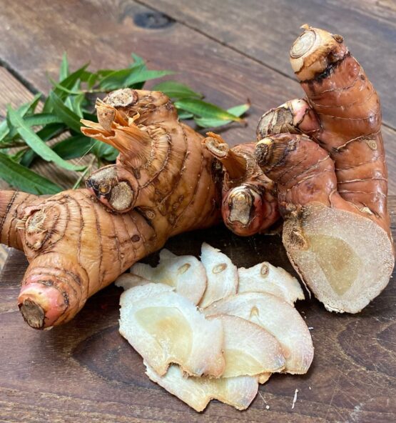 WGAL Galangal 555x592