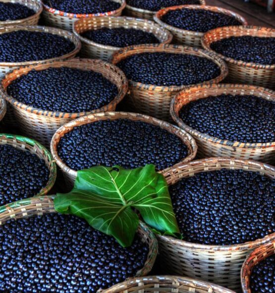 Premium Brazil Açaí Berry Wholesale | Organic Açaí Supplier & Exporter