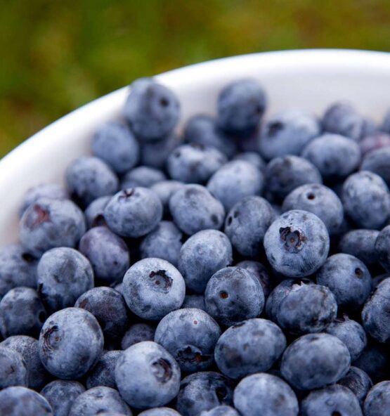 Buy premium fresh blueberries from Thaitradezone – Premium United States. Available in bulk and wholesale on Alibaba & Thaitradezone.com. Packed with antioxidants, our blueberries are perfect for a healthy lifestyle. Order now for the best quality and taste!