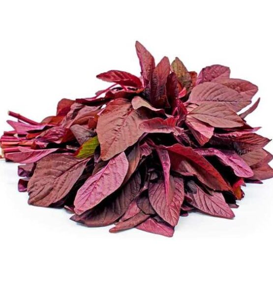 amaranth red 1 900x900 700x700 1 555x592