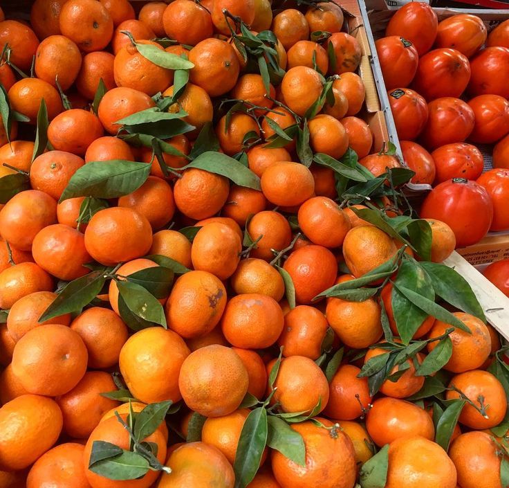 Valencia Oranges: The Sweet and Juicy Treasure from Spain