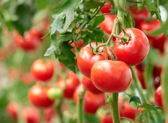 three ripe tomatoes on green branch 555x408