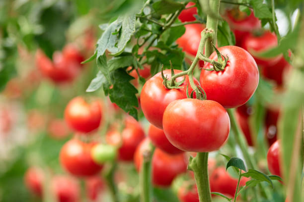 three ripe tomatoes on green branch